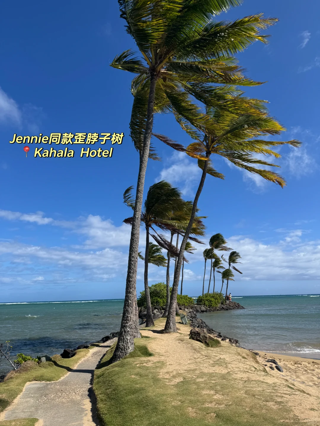🌴夏威夷岛民碎片🌺