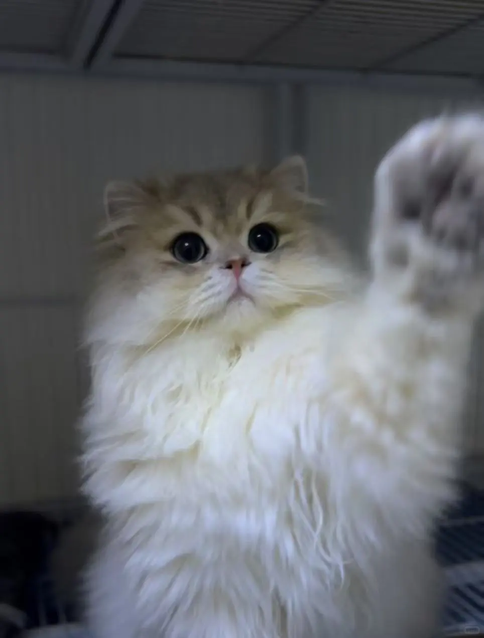 求购渐层系母猫