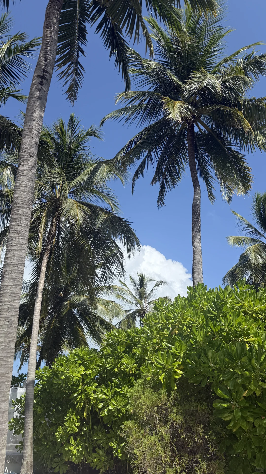 海岛才是姐的舒适区👙