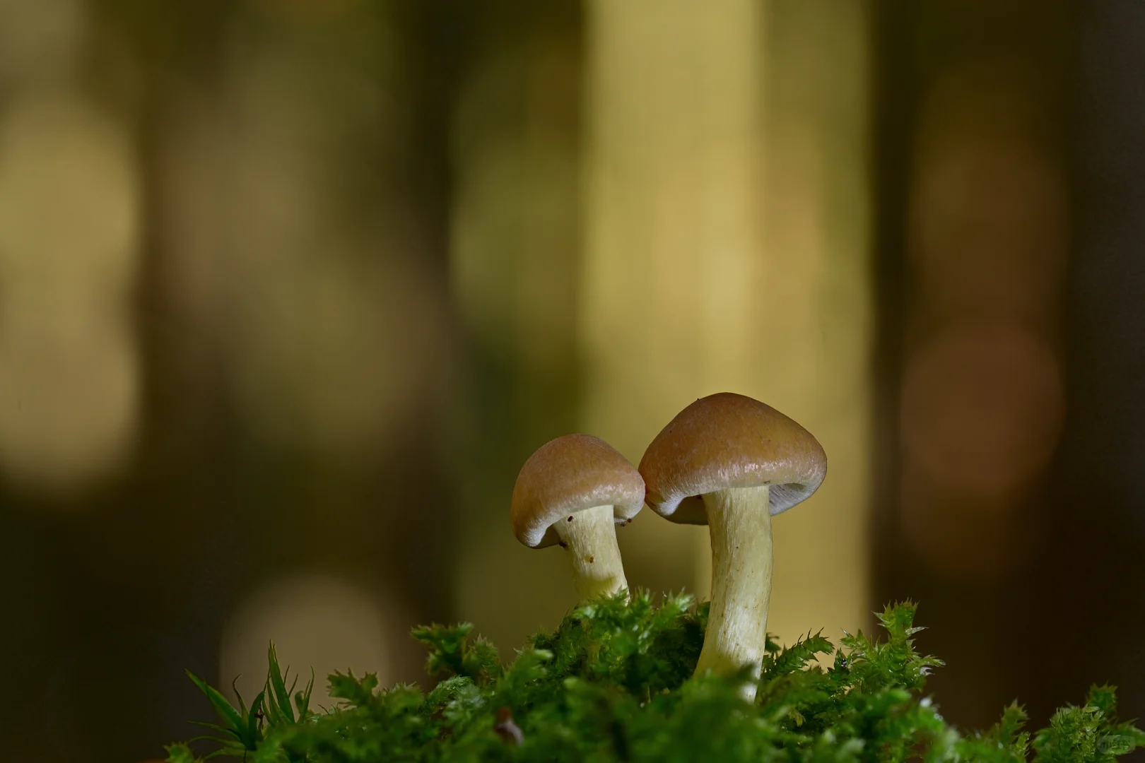 电脑-微景观-蘑菇