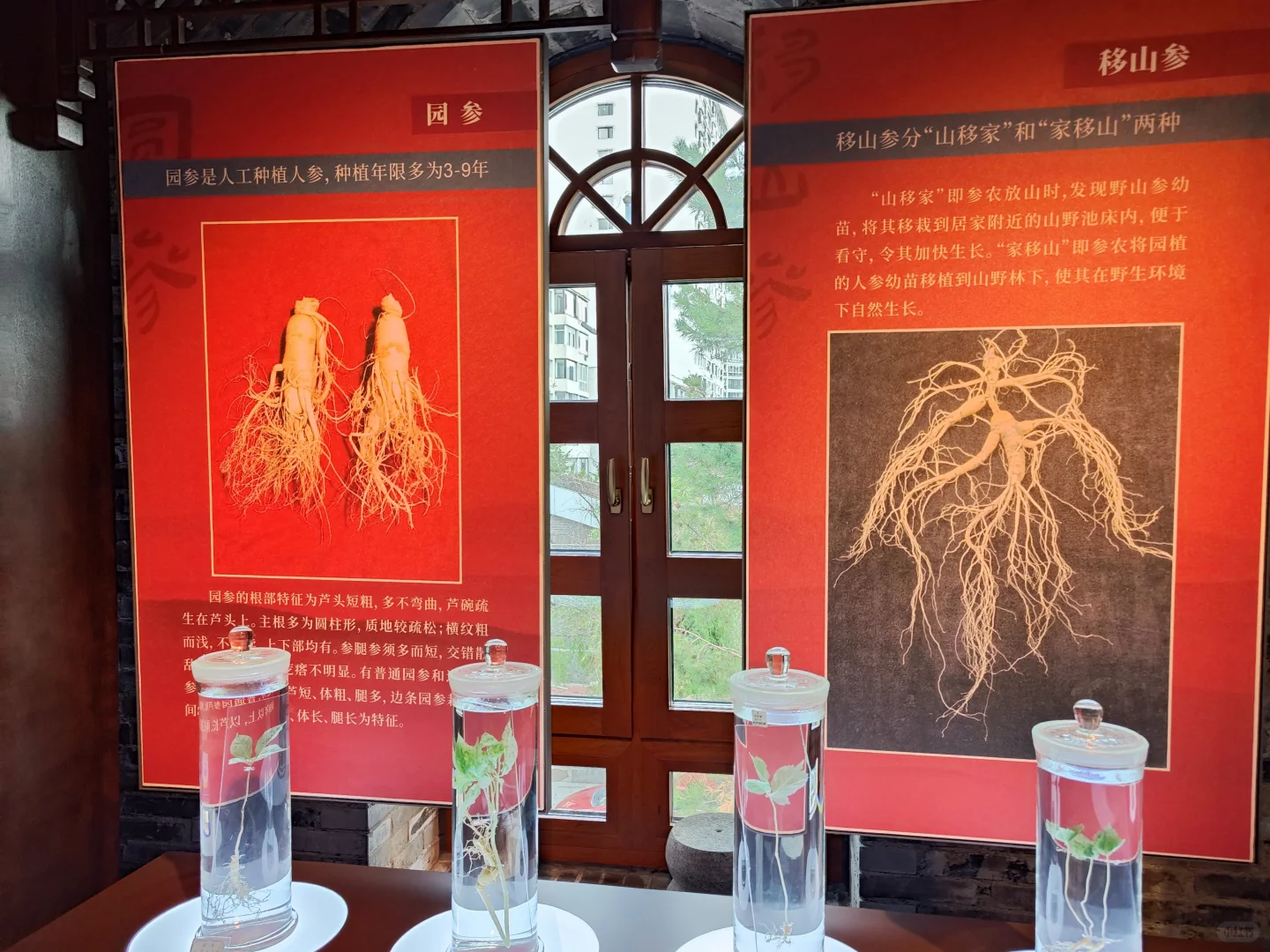 吉林官参局·探秘东北参史