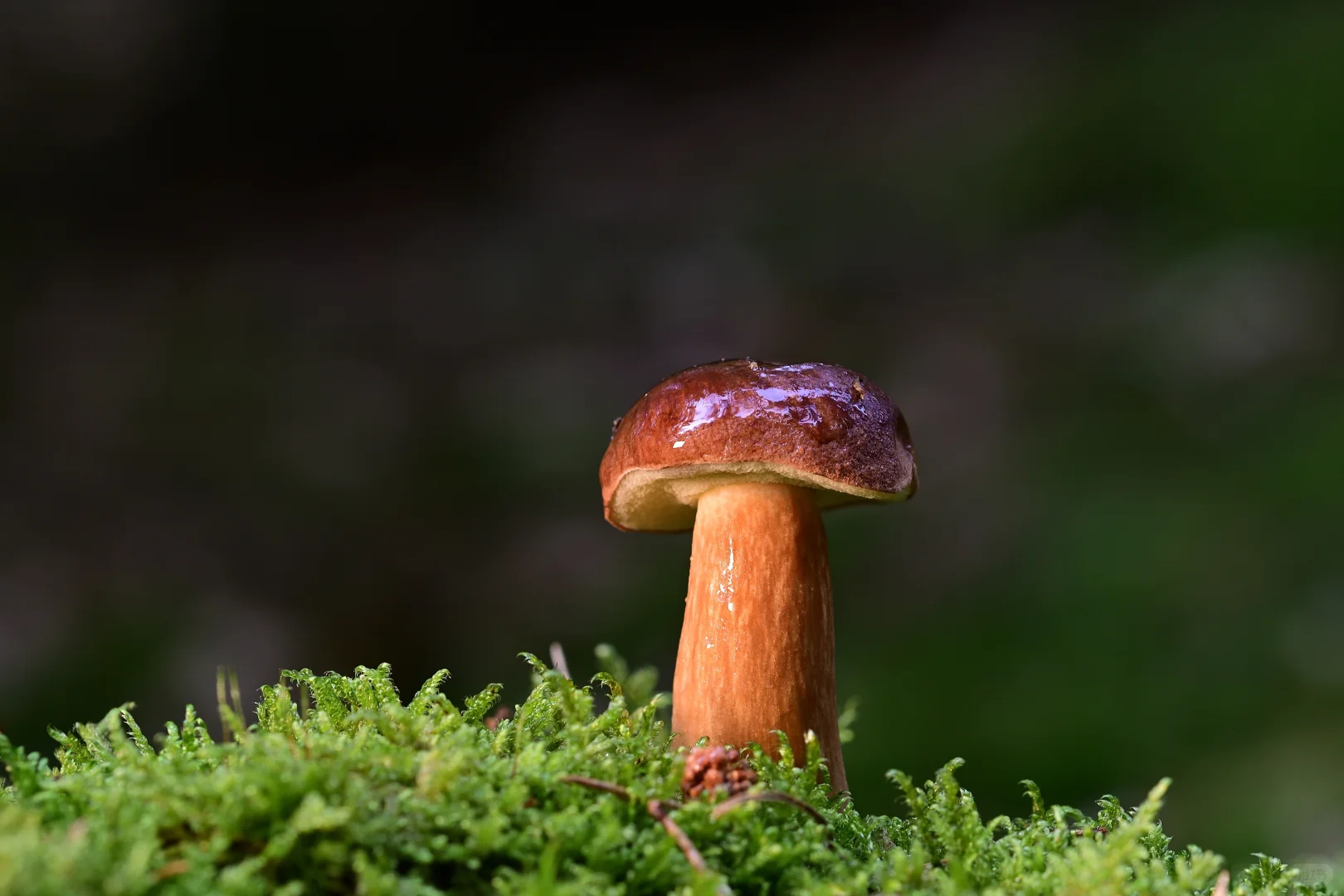 电脑-微景观-蘑菇