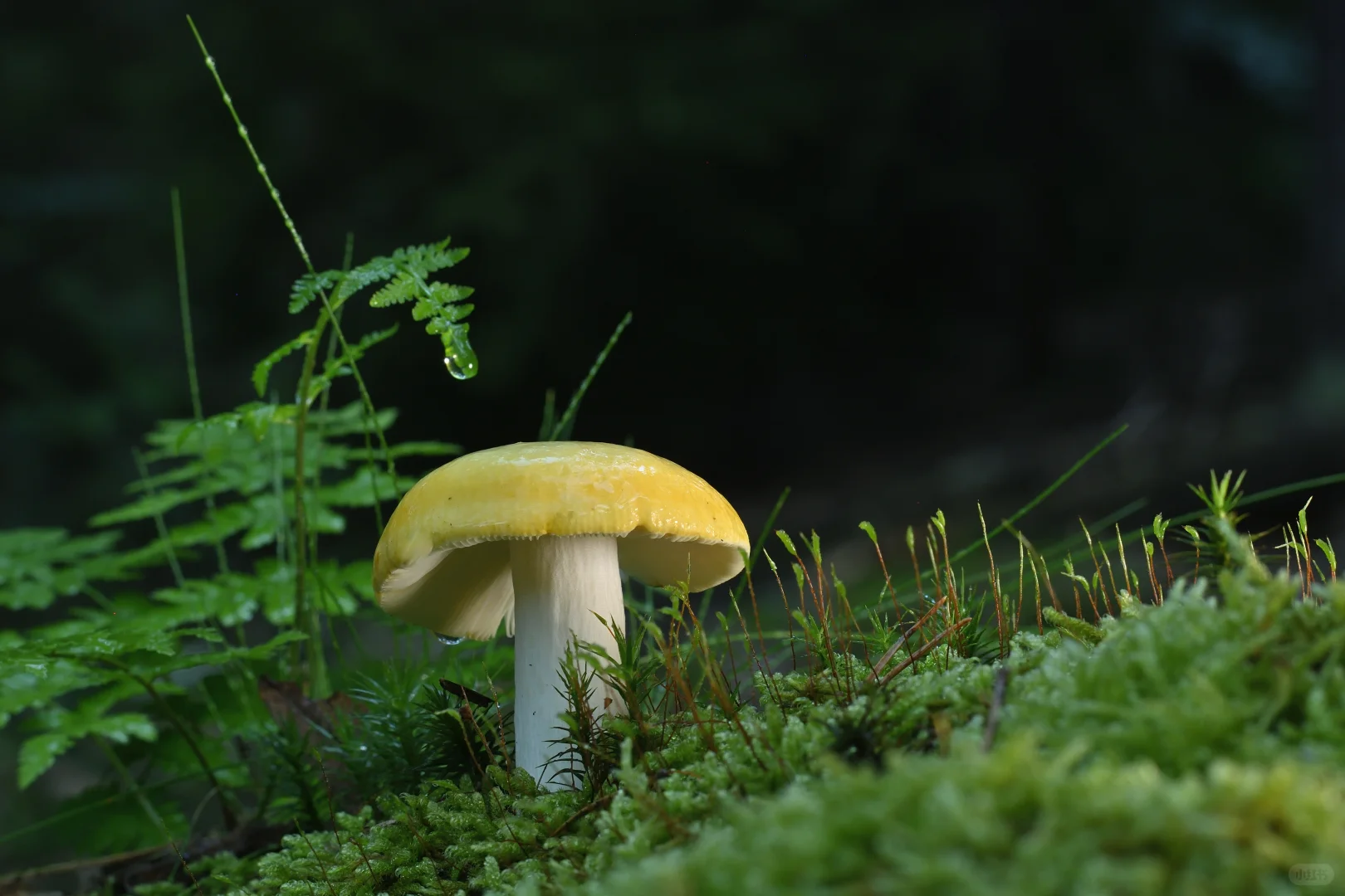 电脑-微景观-蘑菇