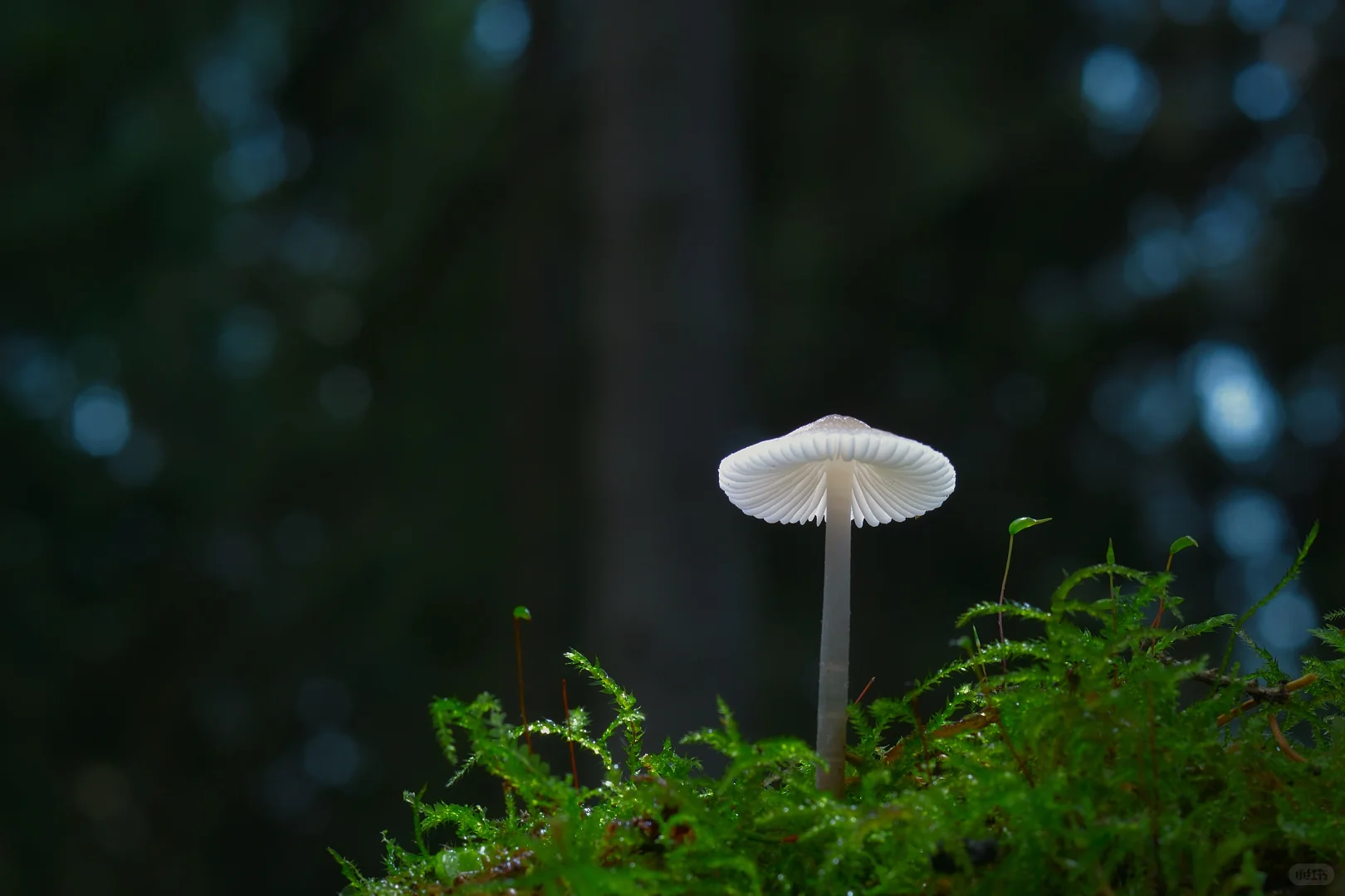 电脑-微景观-蘑菇