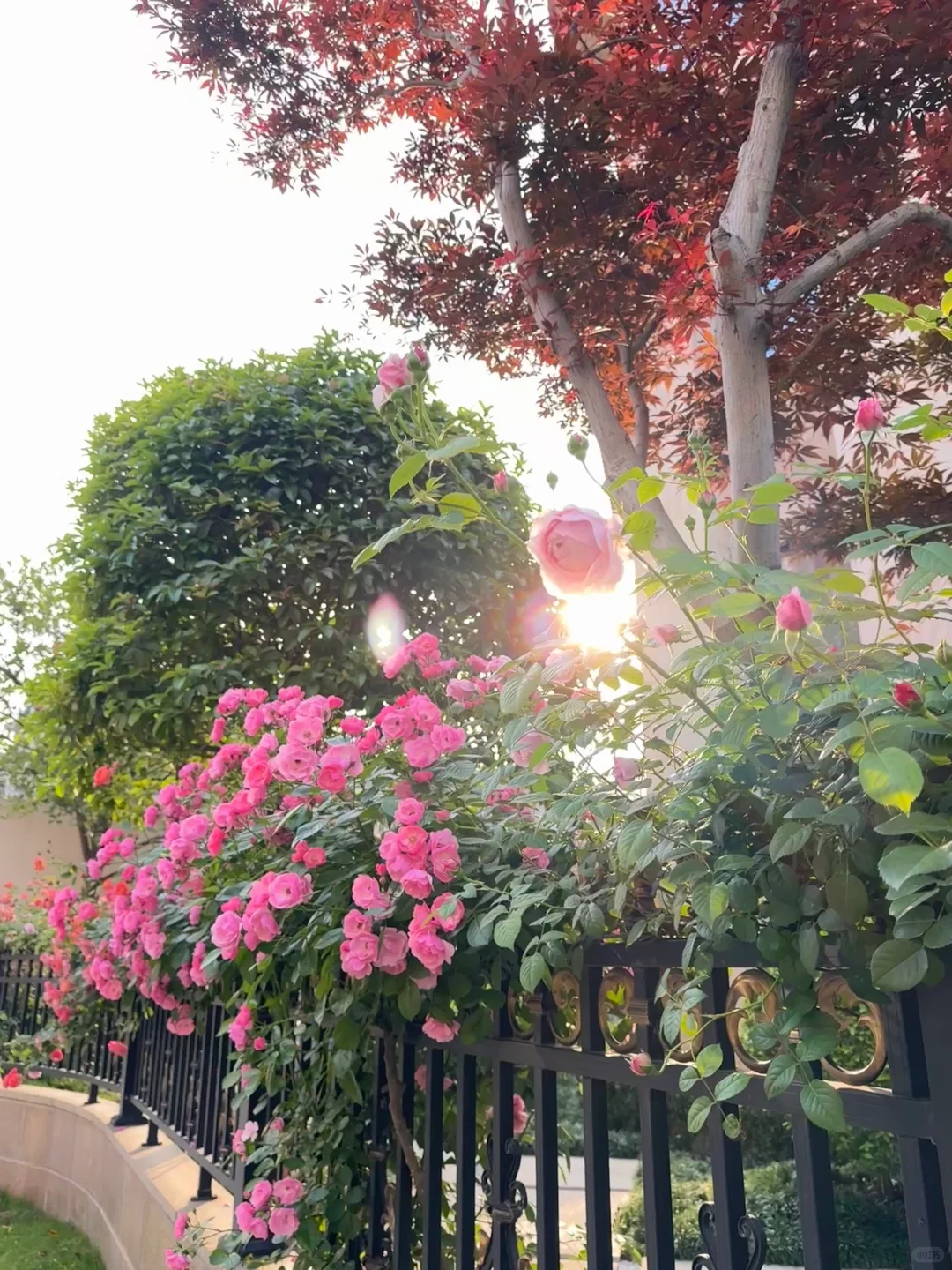 500平花园｜用三年的时间等来了我家的花开