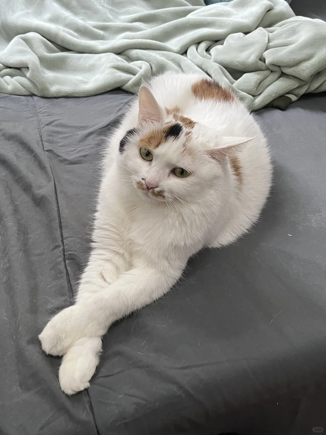 小猫～你为何如此妖娆～