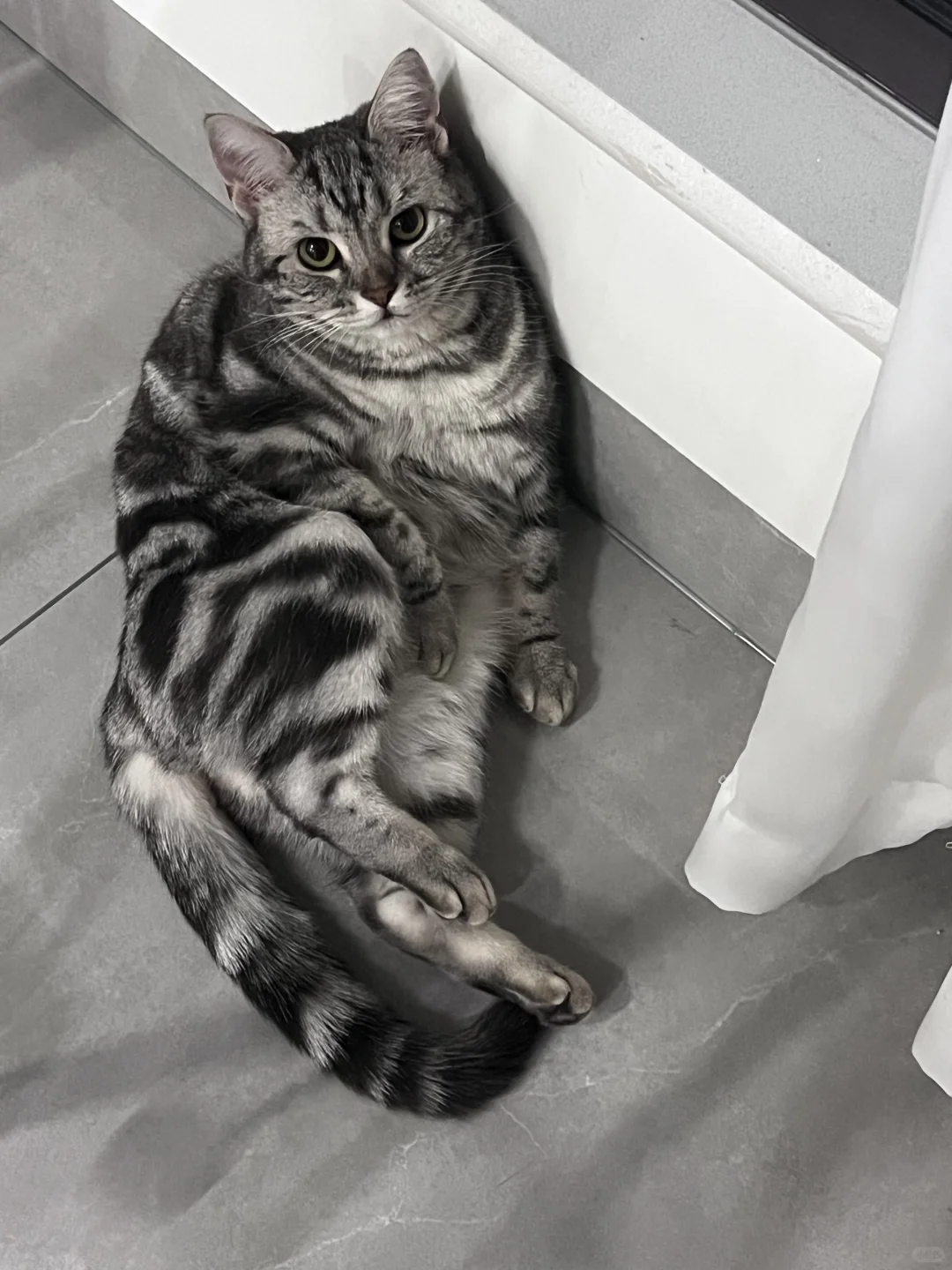 挑战全网最妖娆猫猫