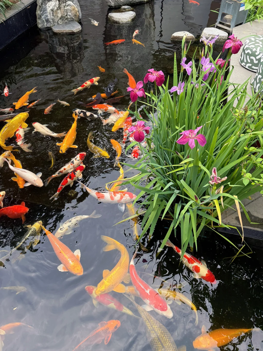 我家前院一般，但是后院绝了…