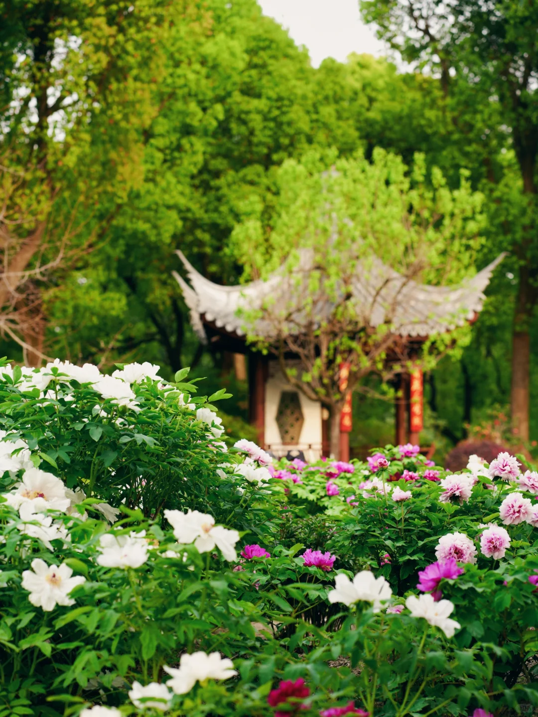 上海植物园牡丹︱做花园里最娇艳的那朵花