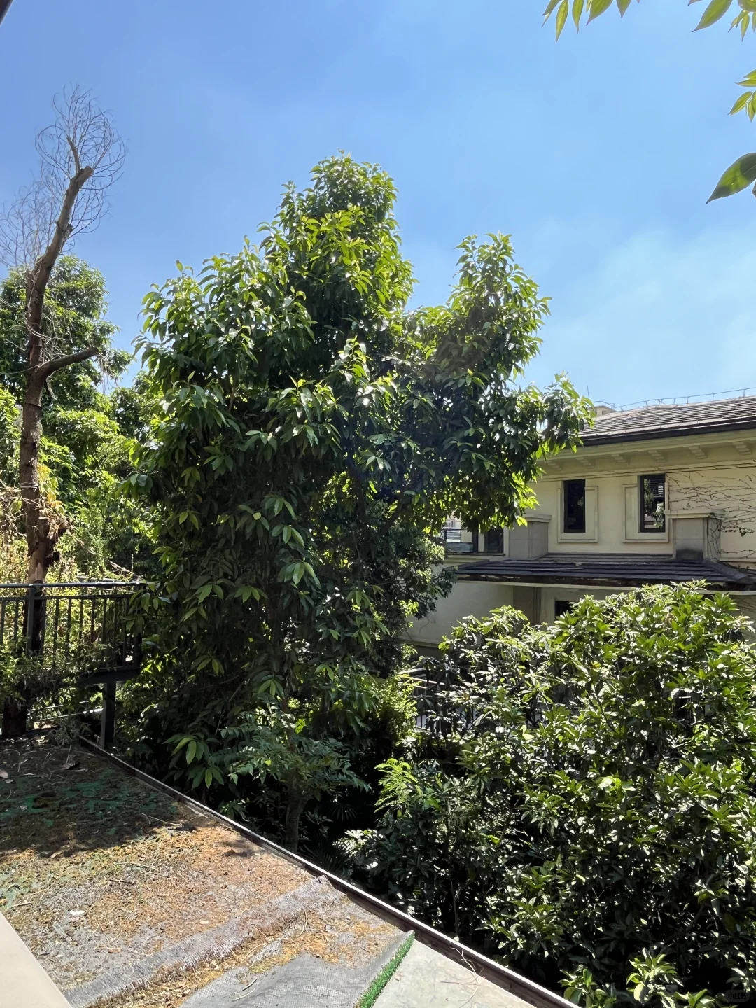 大学城🏡树景洋房直降50万，清水价买精装房