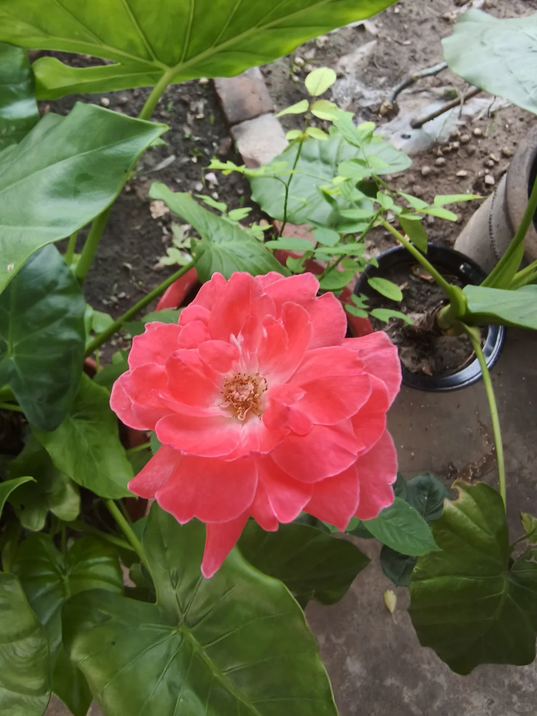 窗台上的小确幸 🌹