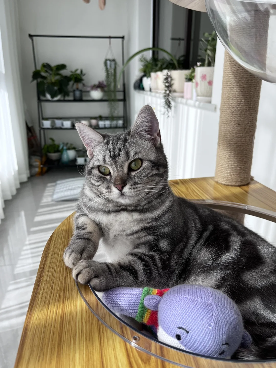 挑战全网最妖娆猫猫