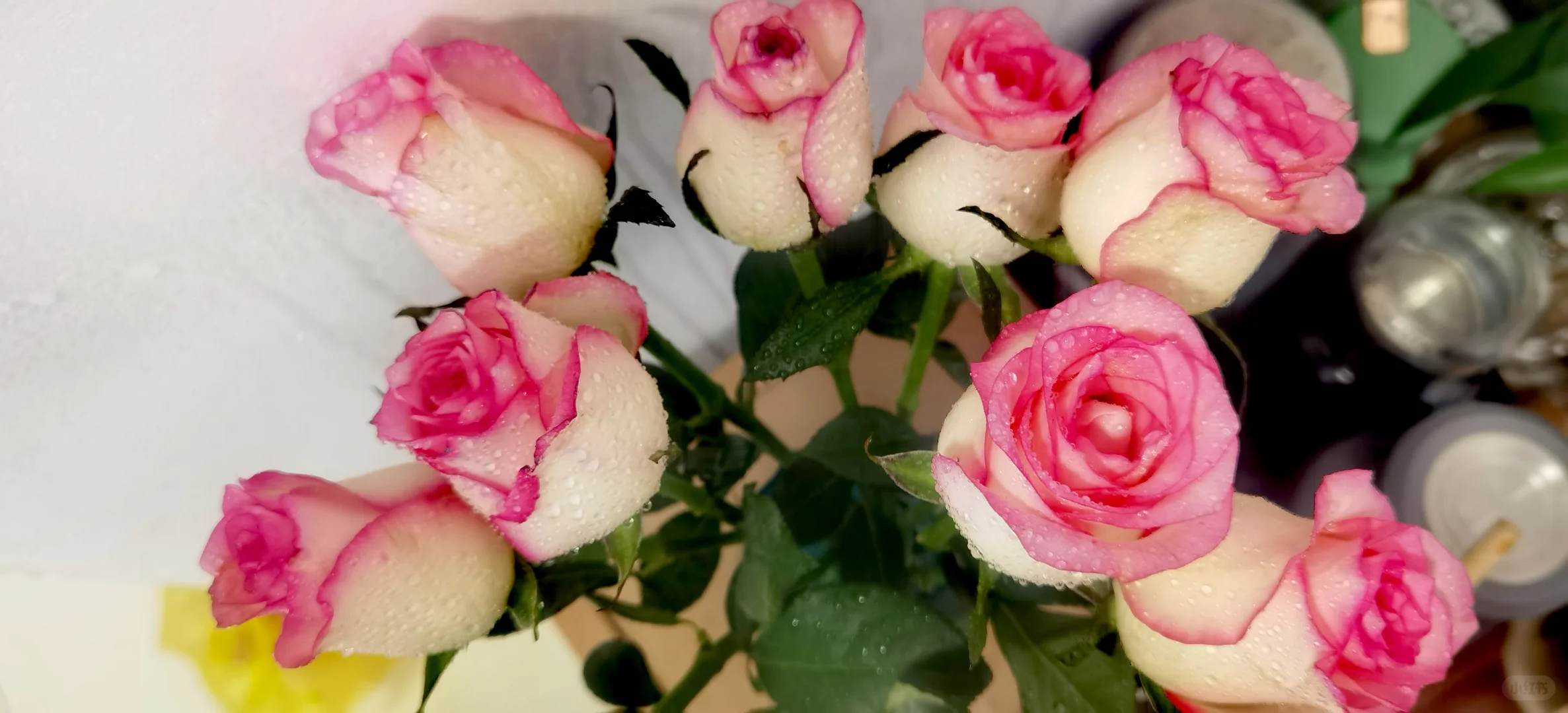 今天是粉白的玫瑰🌹