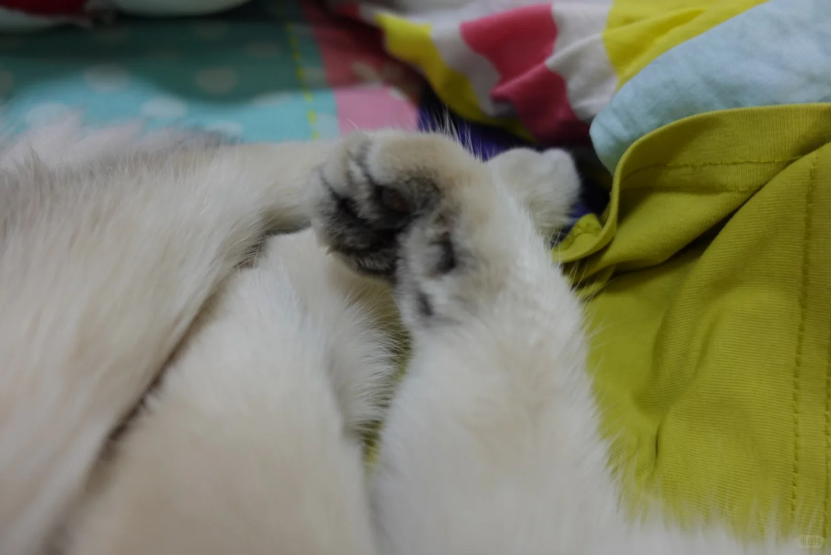 香艳玉足