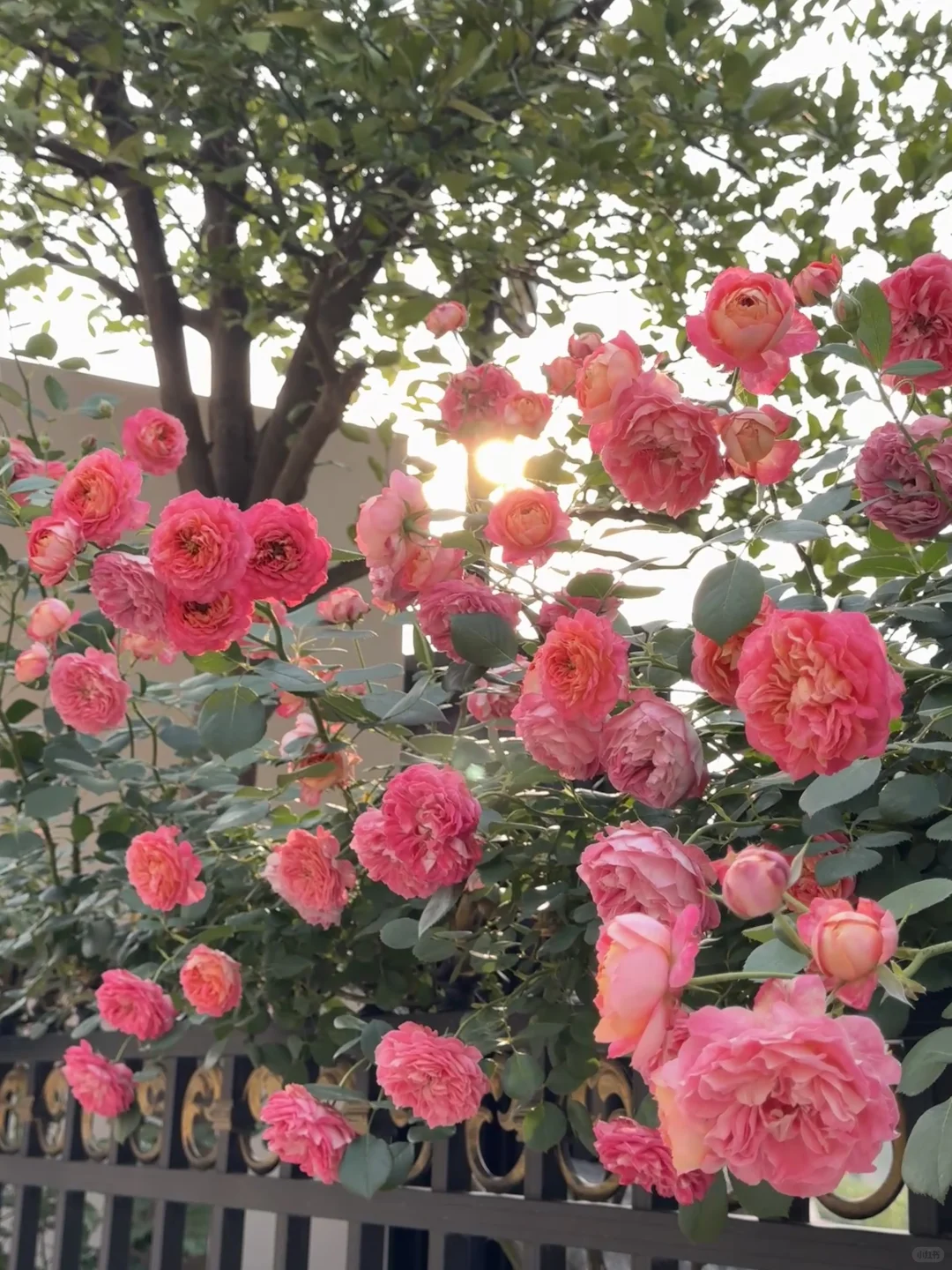 500平花园｜用三年的时间等来了我家的花开