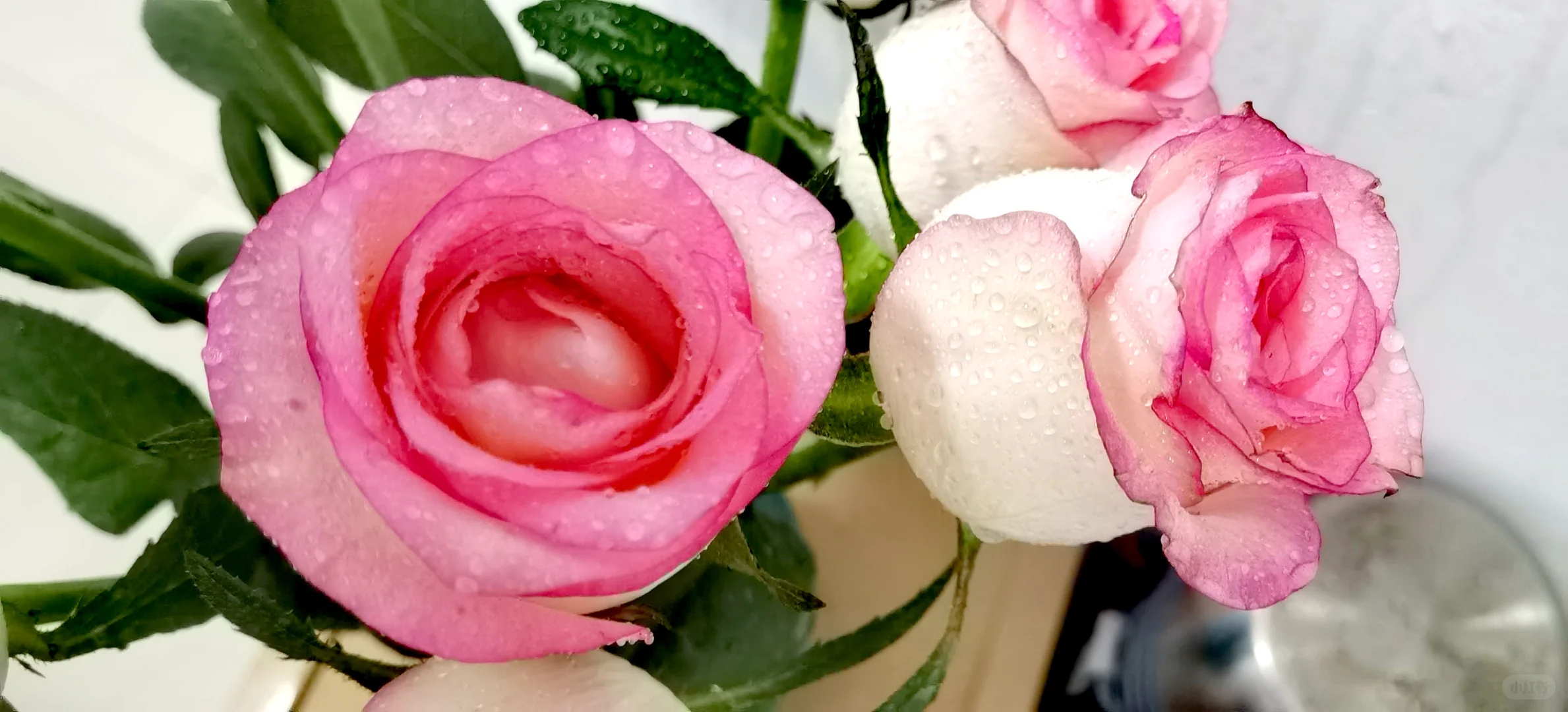 今天是粉白的玫瑰🌹