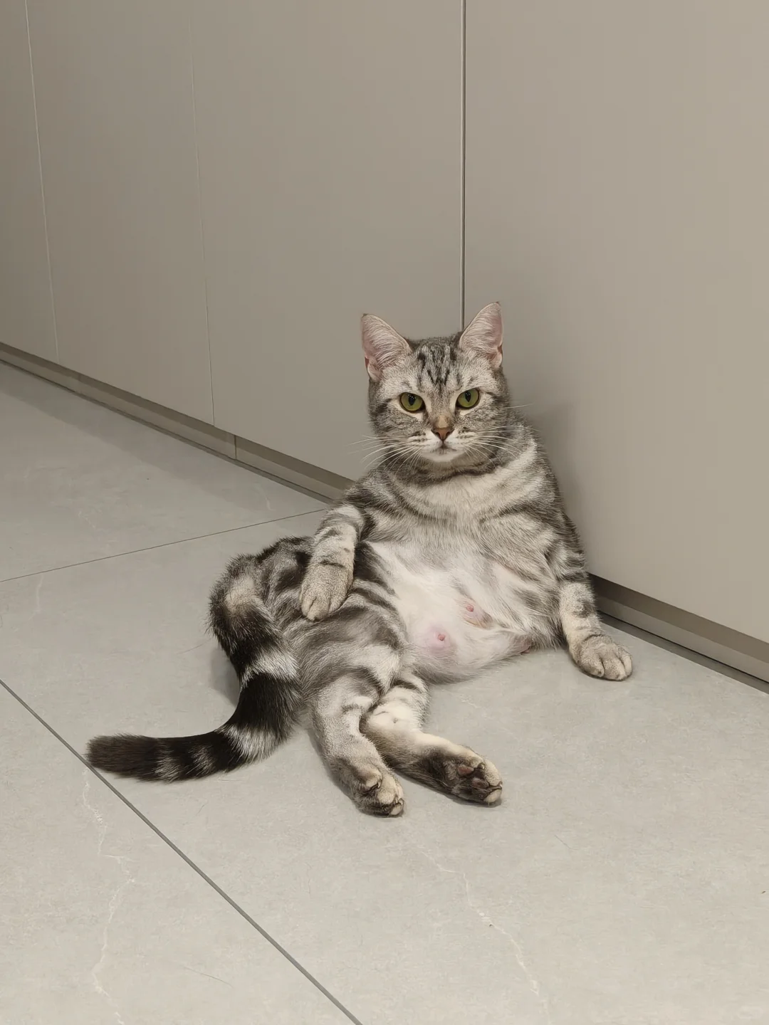 挑战全网最妖娆猫猫