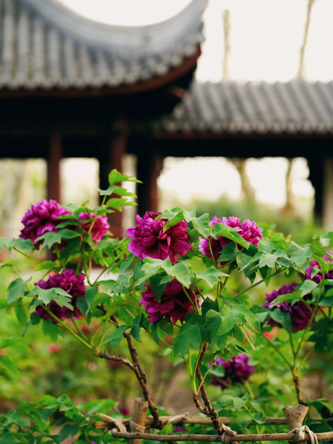 上海植物园牡丹︱做花园里最娇艳的那朵花