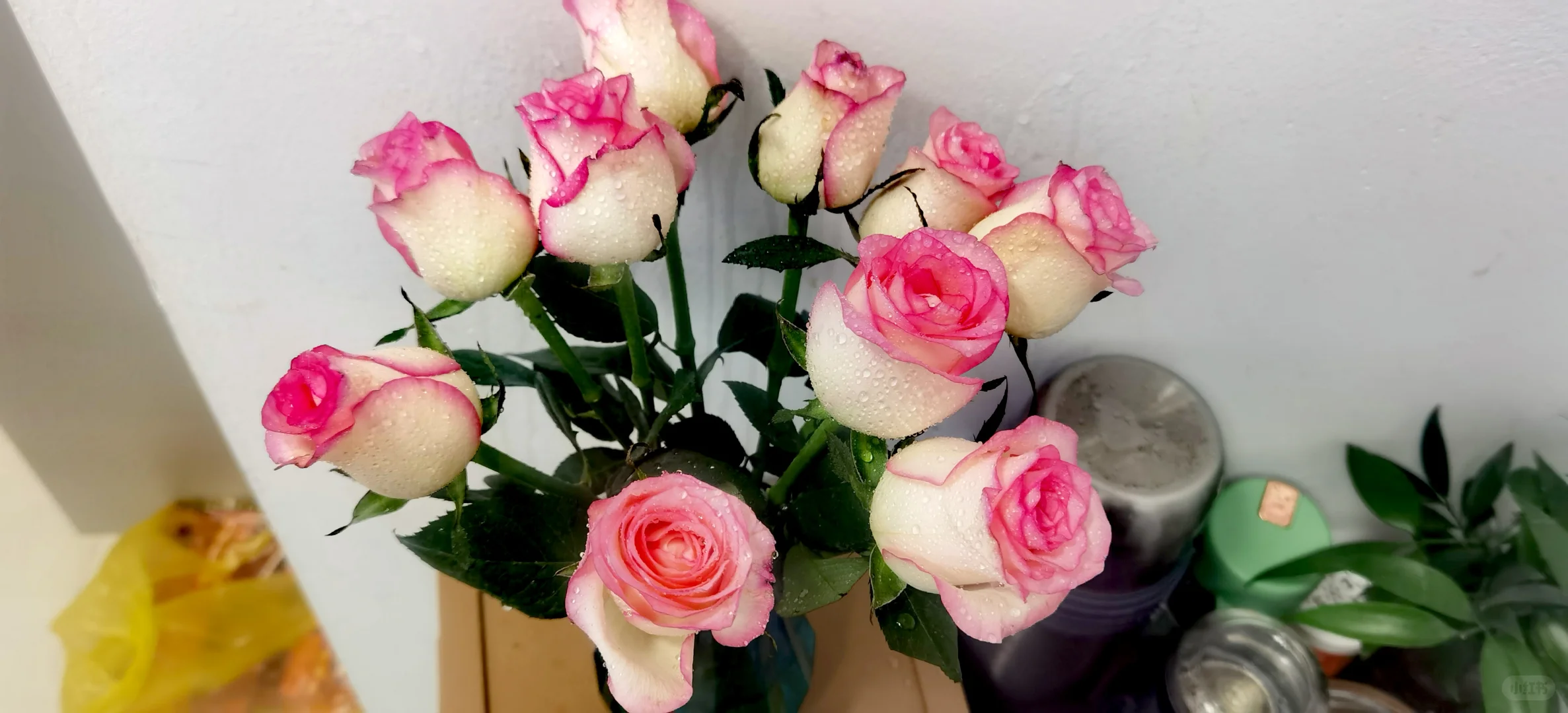 今天是粉白的玫瑰🌹