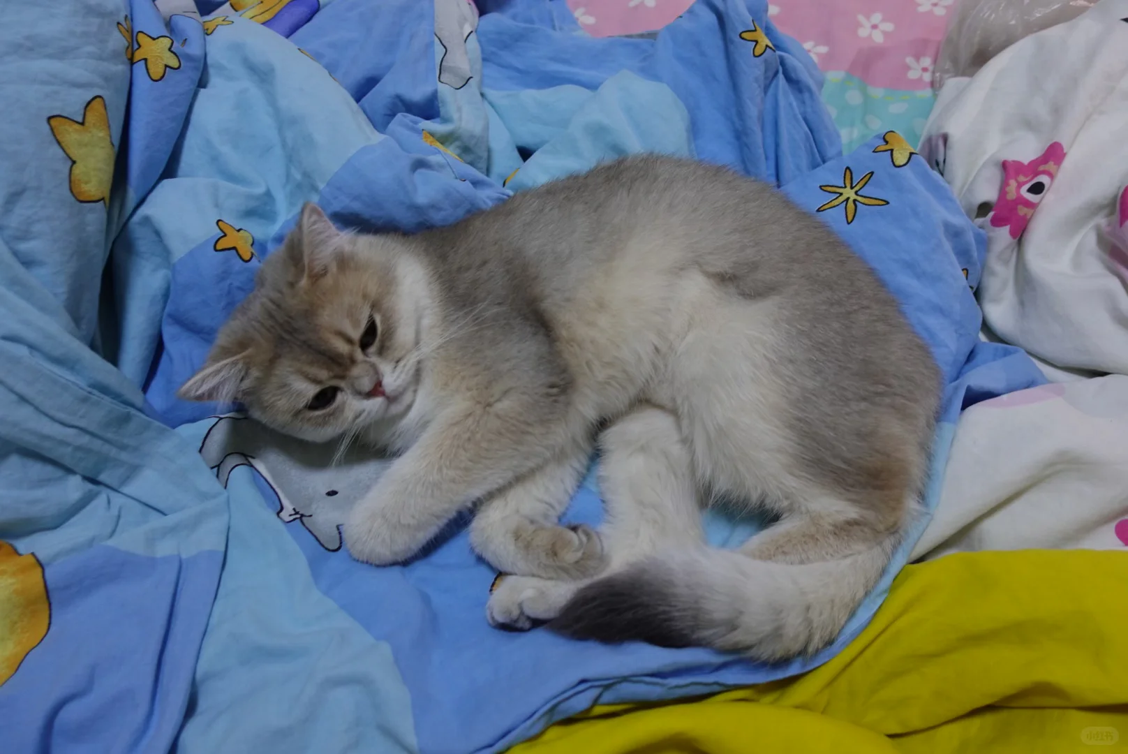 香艳玉足