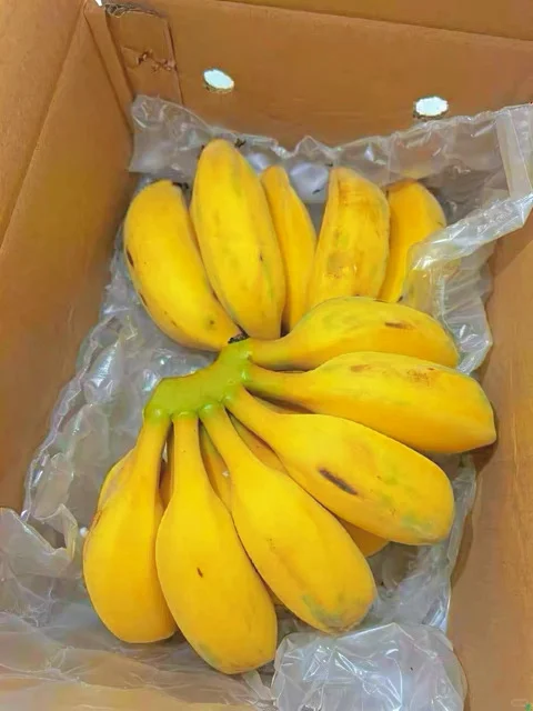苹果蕉放纸箱里两天就熟了，诱人的金黄色😍