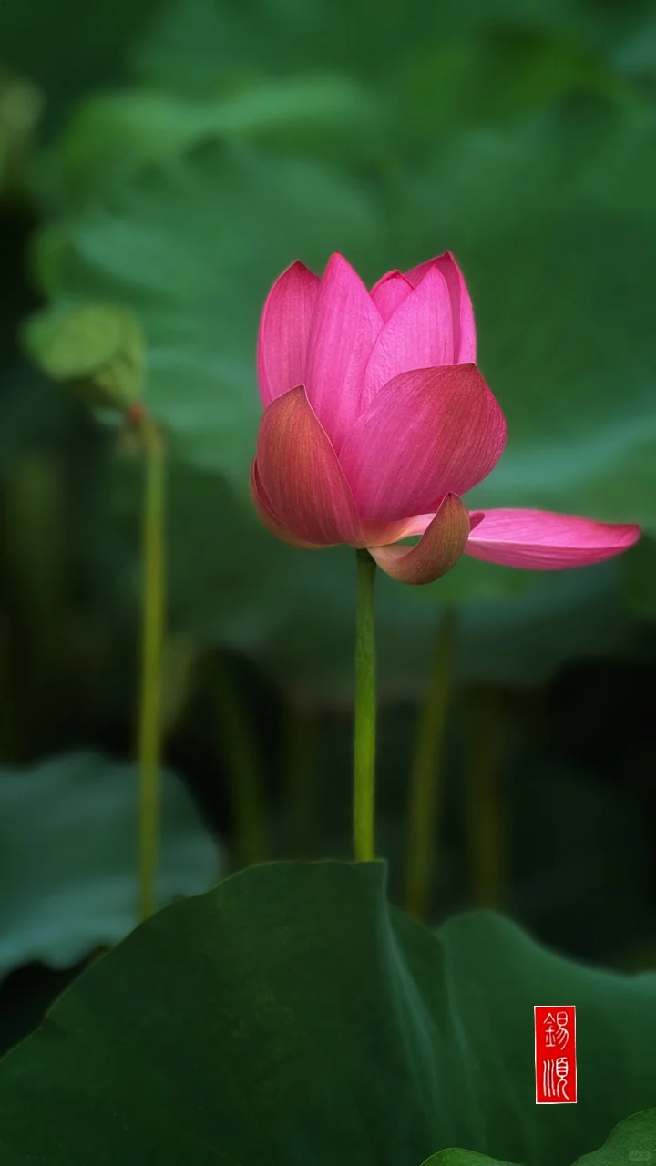 娇艳欲放
