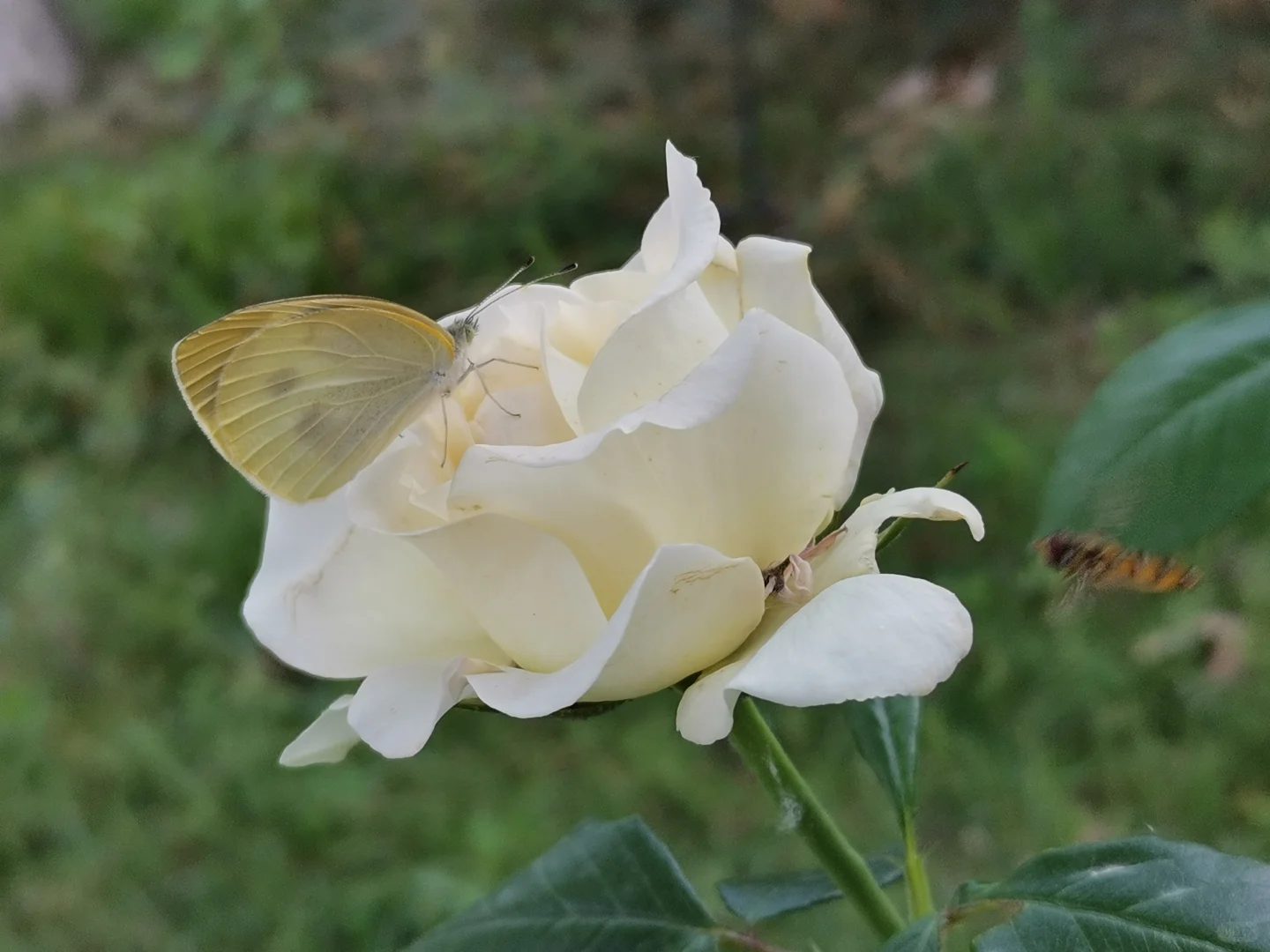 生活从来不缺少美