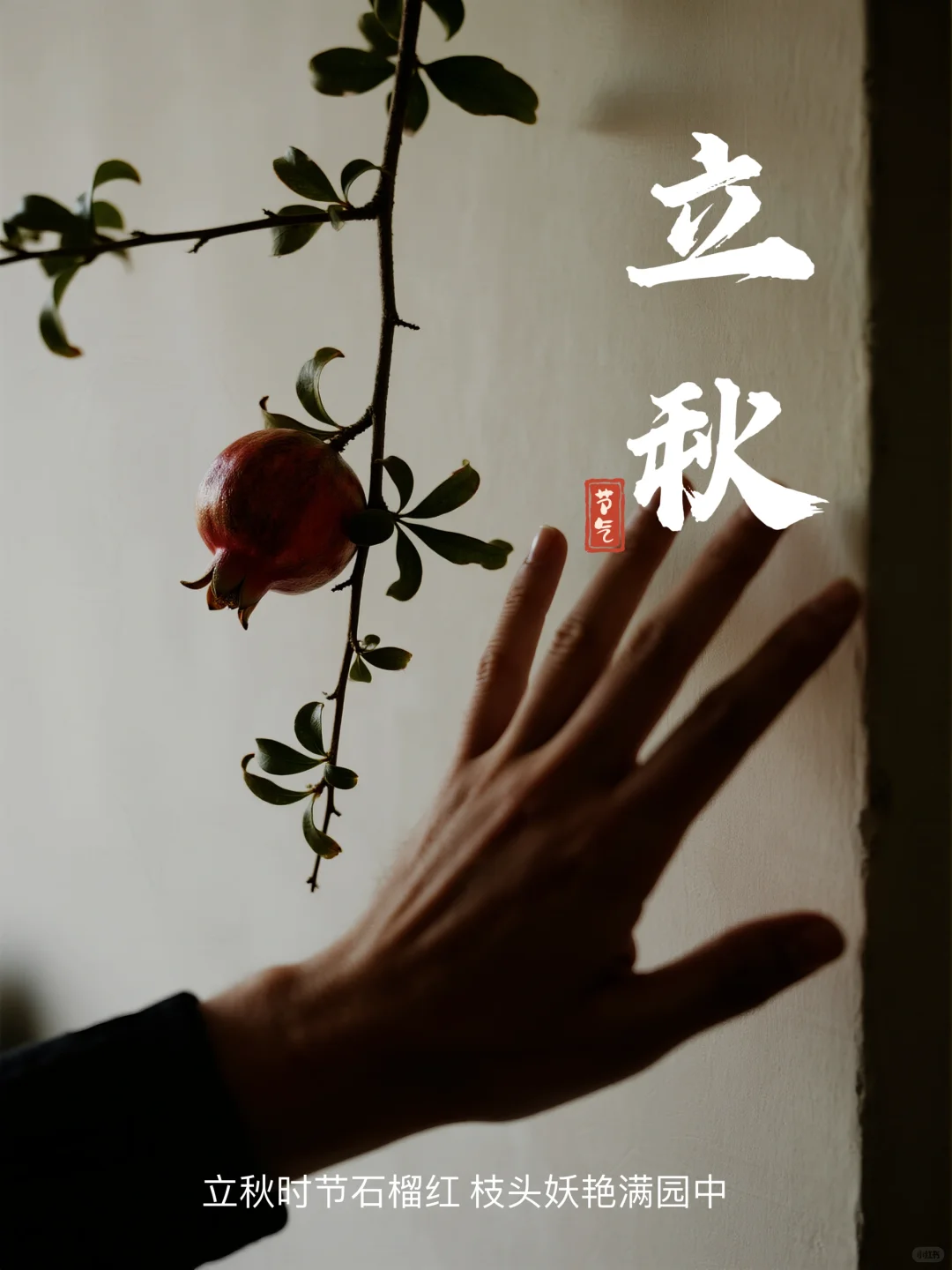 立秋时节石榴红 枝头娇艳满园中