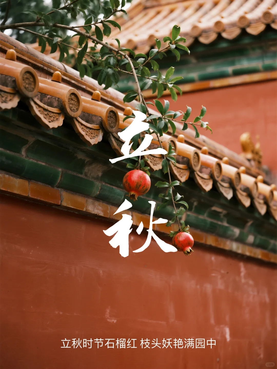 立秋时节石榴红 枝头娇艳满园中