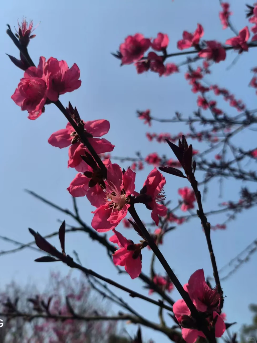 春日花事，一抹嫣红醉眼眸