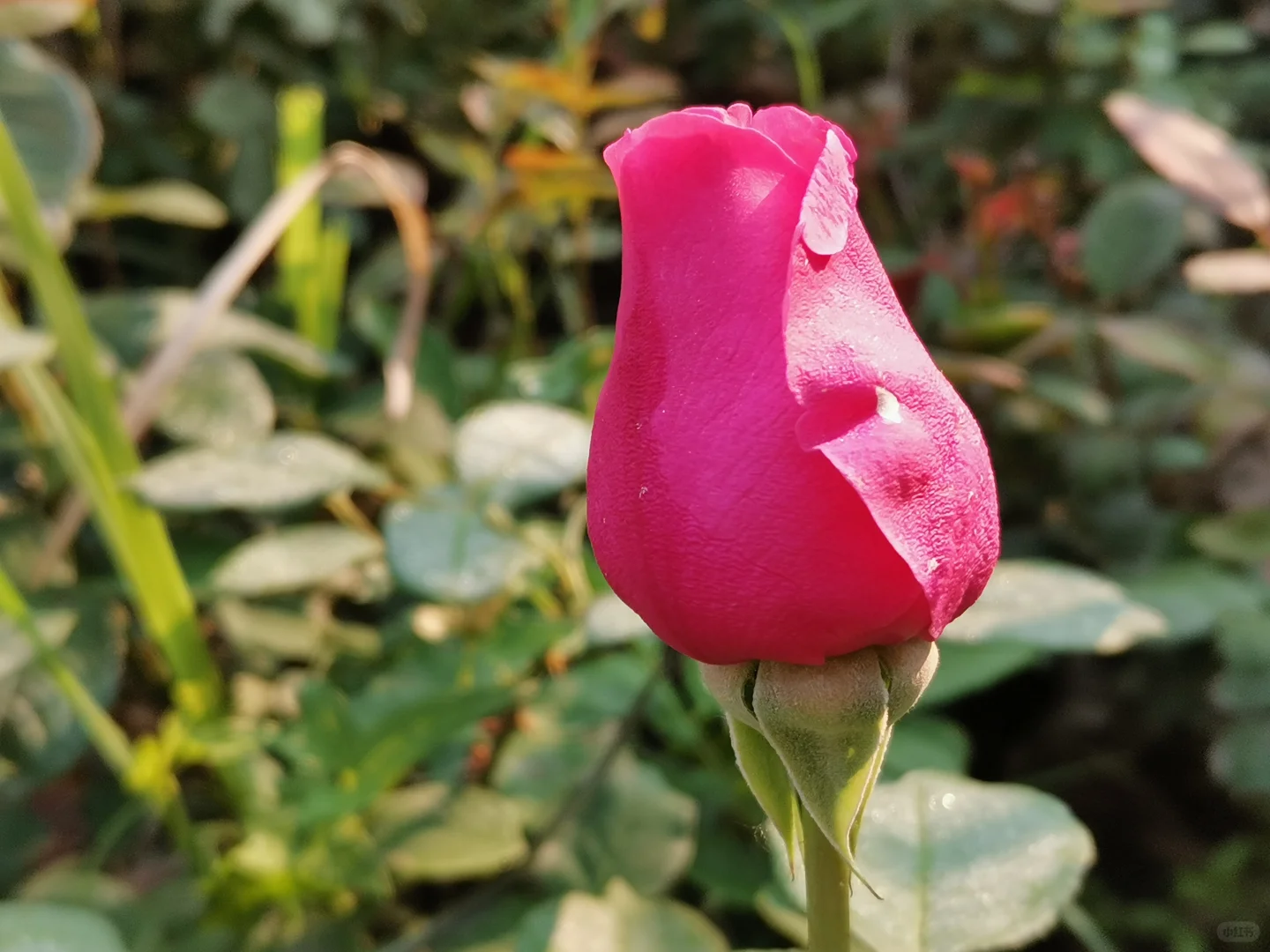生活从来不缺少美
