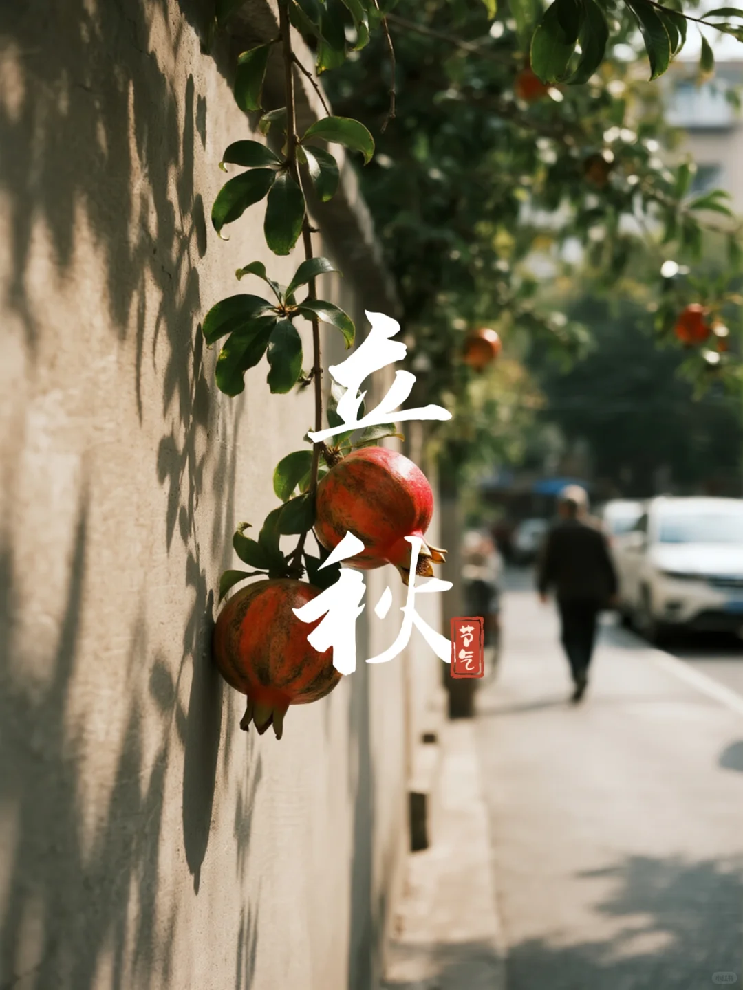 立秋时节石榴红 枝头娇艳满园中