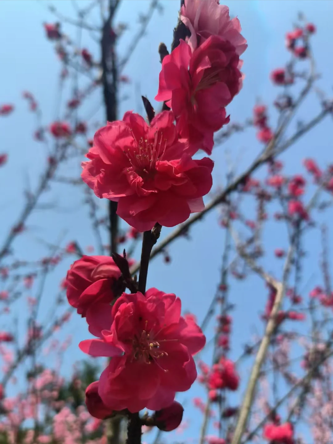 春日花事，一抹嫣红醉眼眸