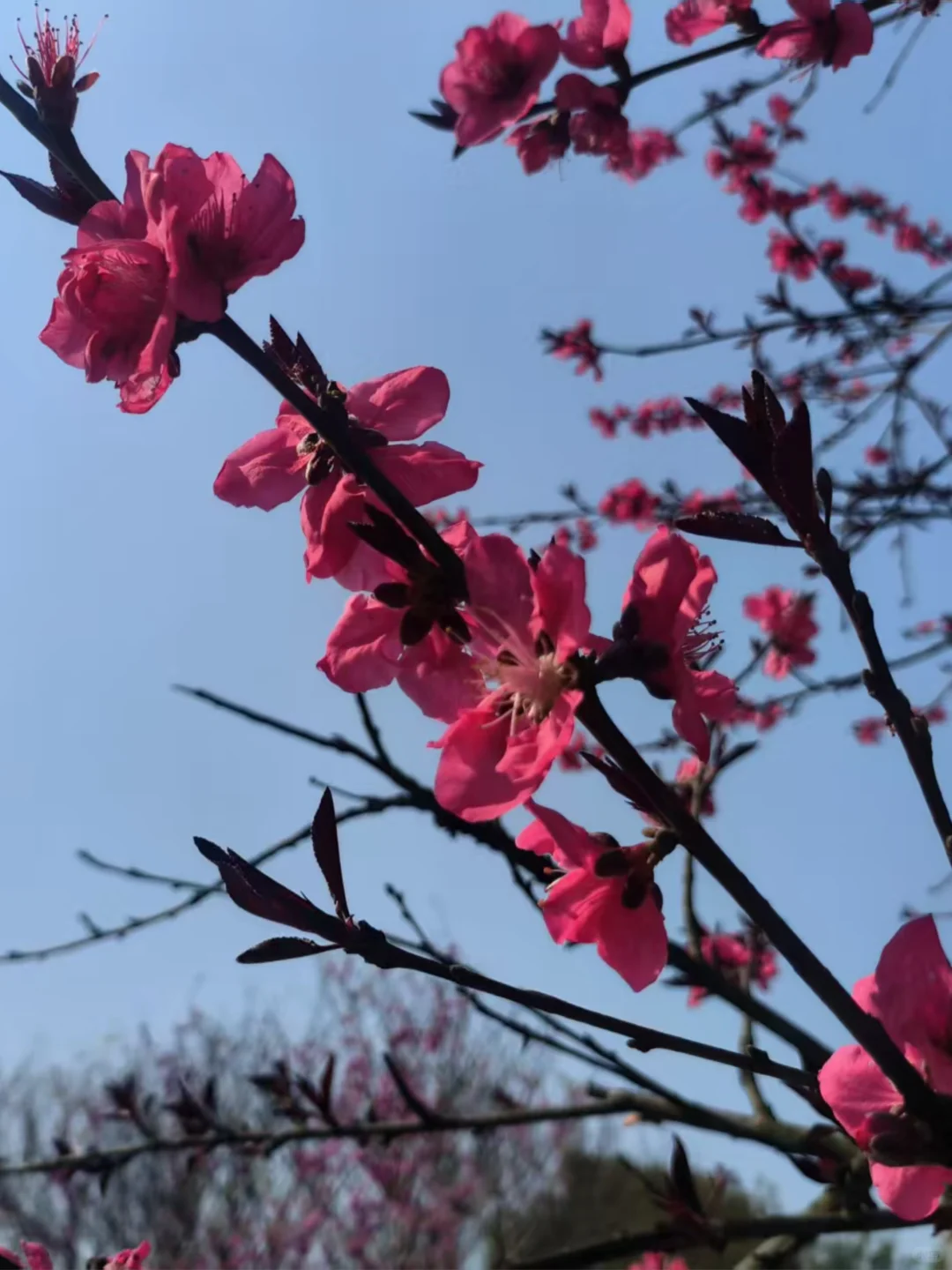 春日花事，一抹嫣红醉眼眸