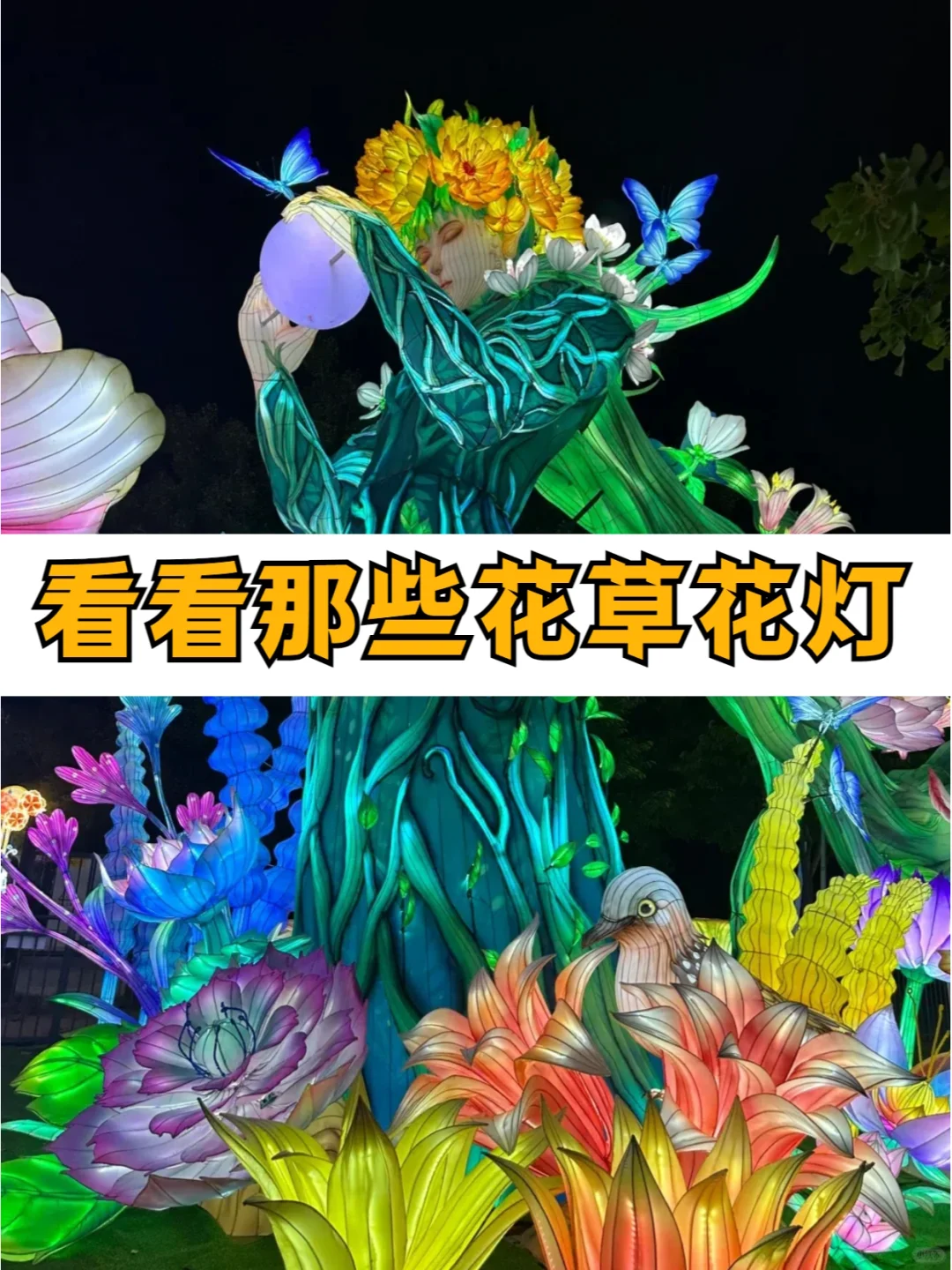🌱植物花灯盛宴！