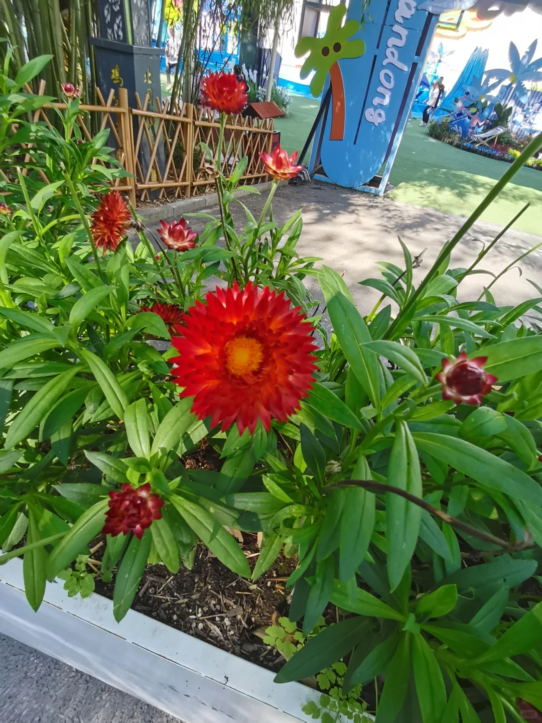 娇艳欲滴……