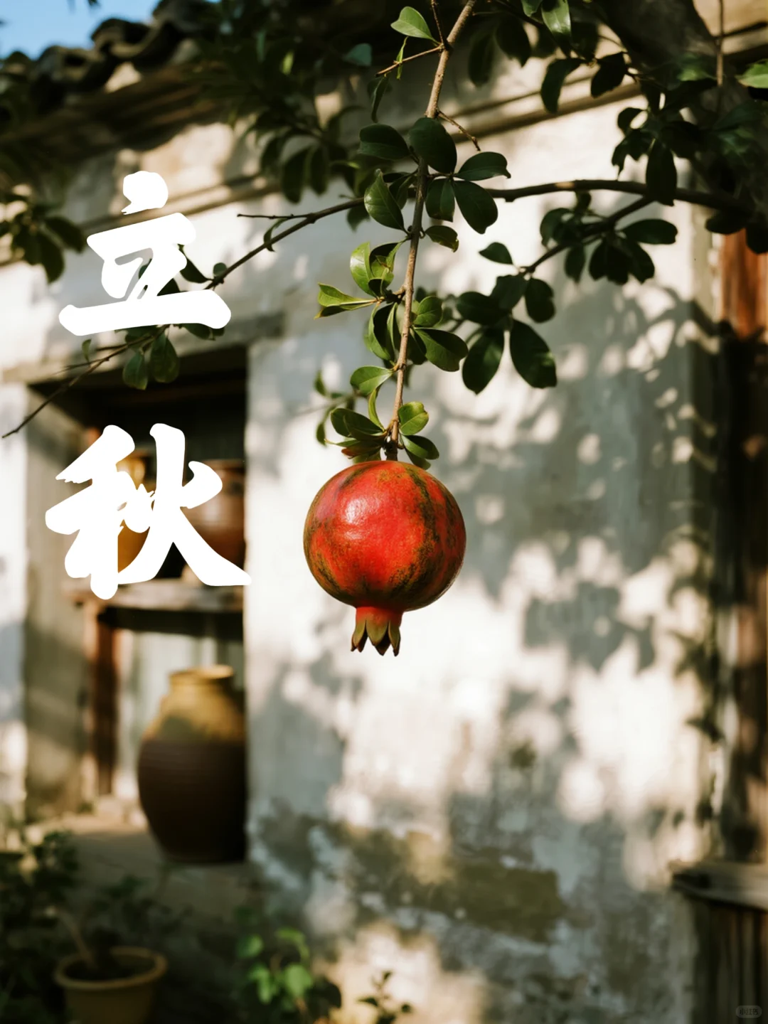 立秋时节石榴红 枝头娇艳满园中