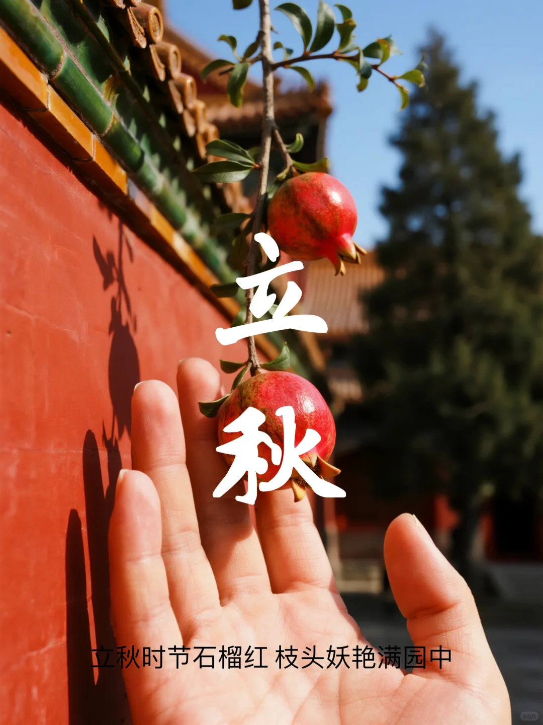 立秋时节石榴红 枝头娇艳满园中