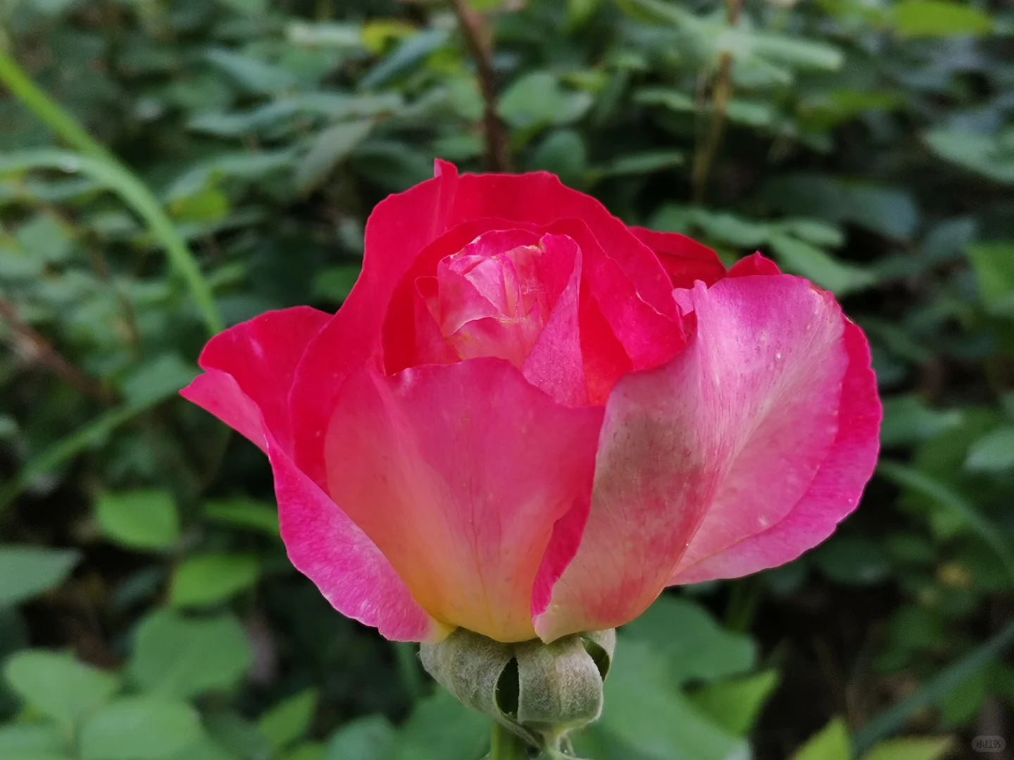 生活从来不缺少美