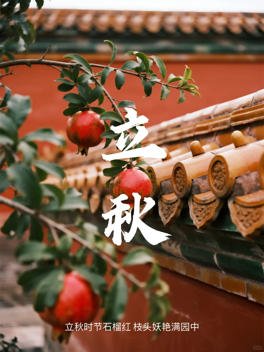 立秋时节石榴红 枝头娇艳满园中