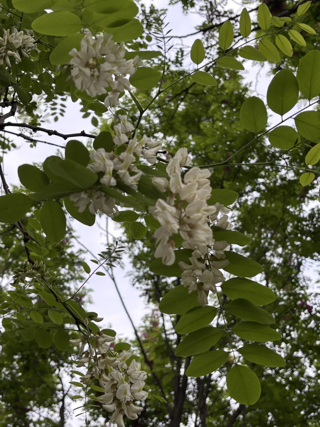 🌿 我的公园房买房日记 🍃