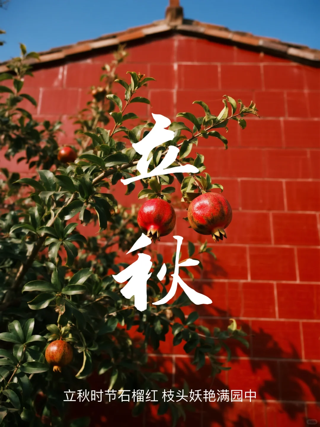 立秋时节石榴红 枝头娇艳满园中