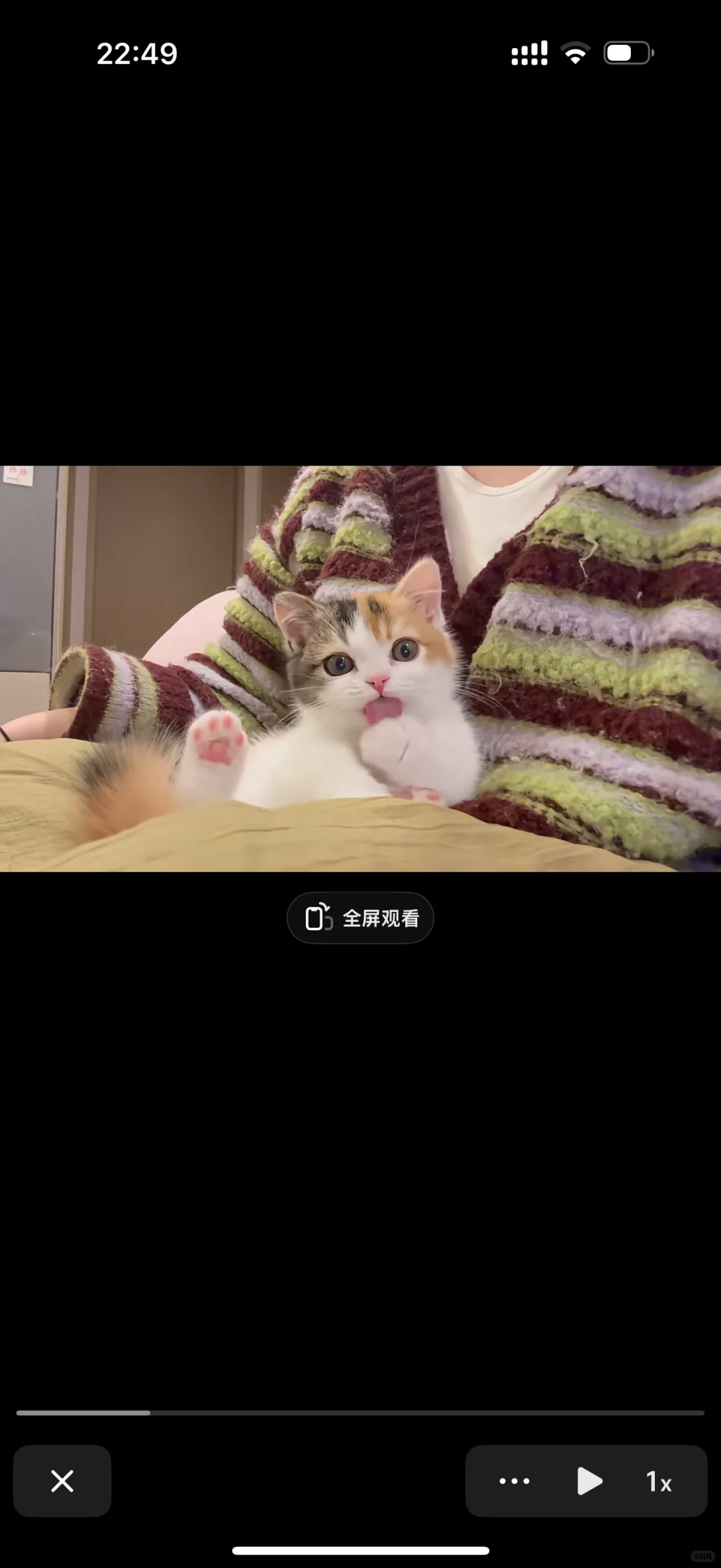 邯郸求购一只这种三花猫