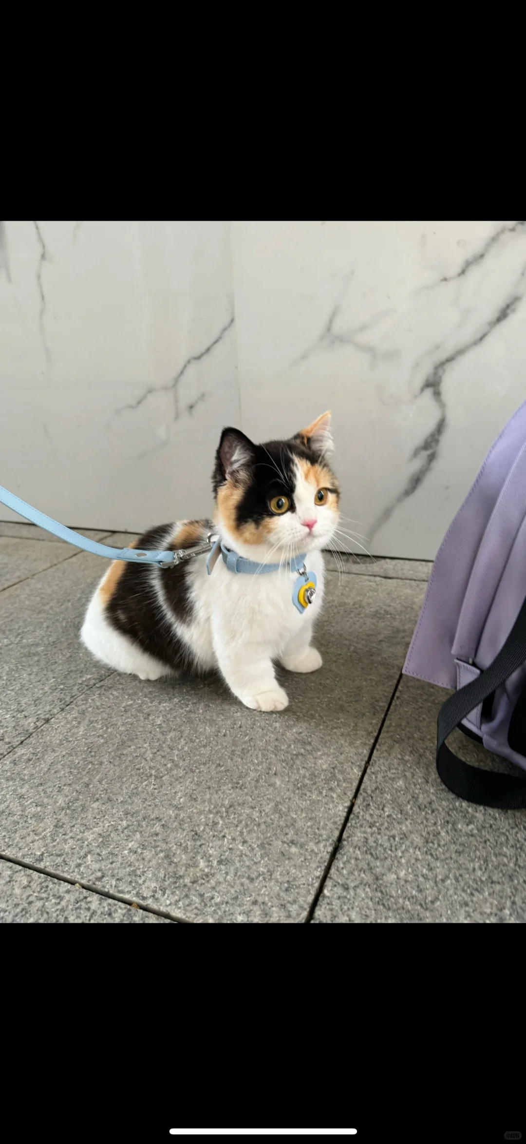 邯郸求购一只这种三花猫