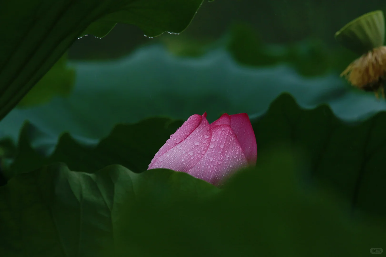 这就是娇艳欲滴吧？雨中的荷花