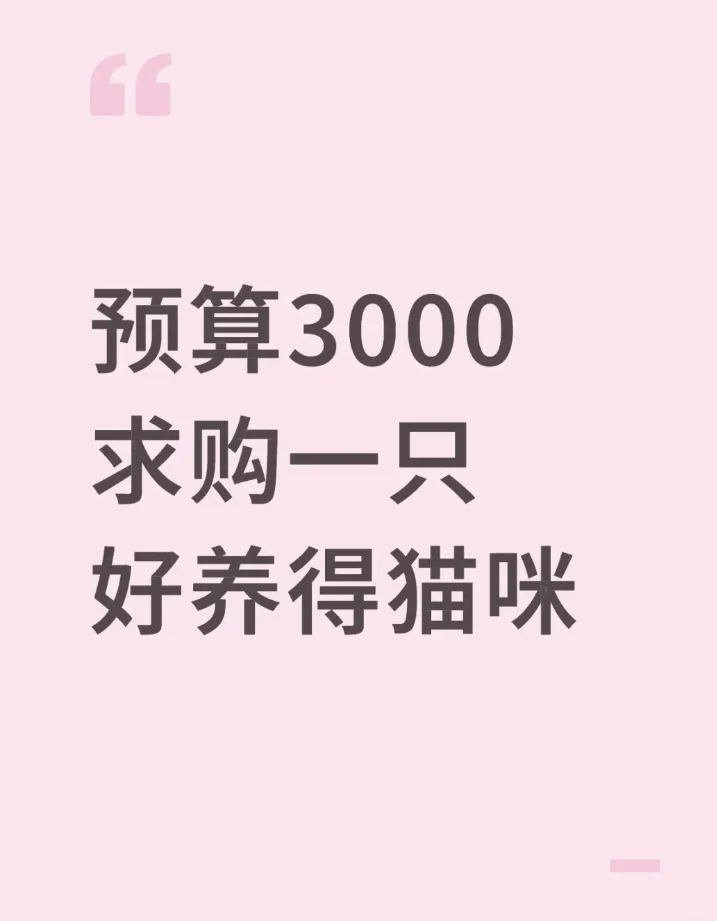 求购一只小猫🐱