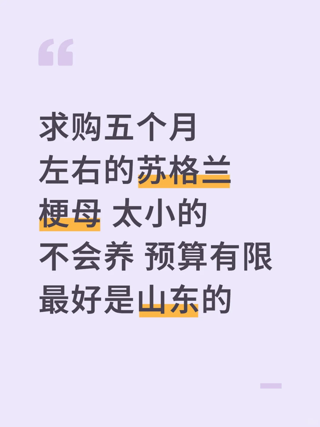 求购苏格兰梗