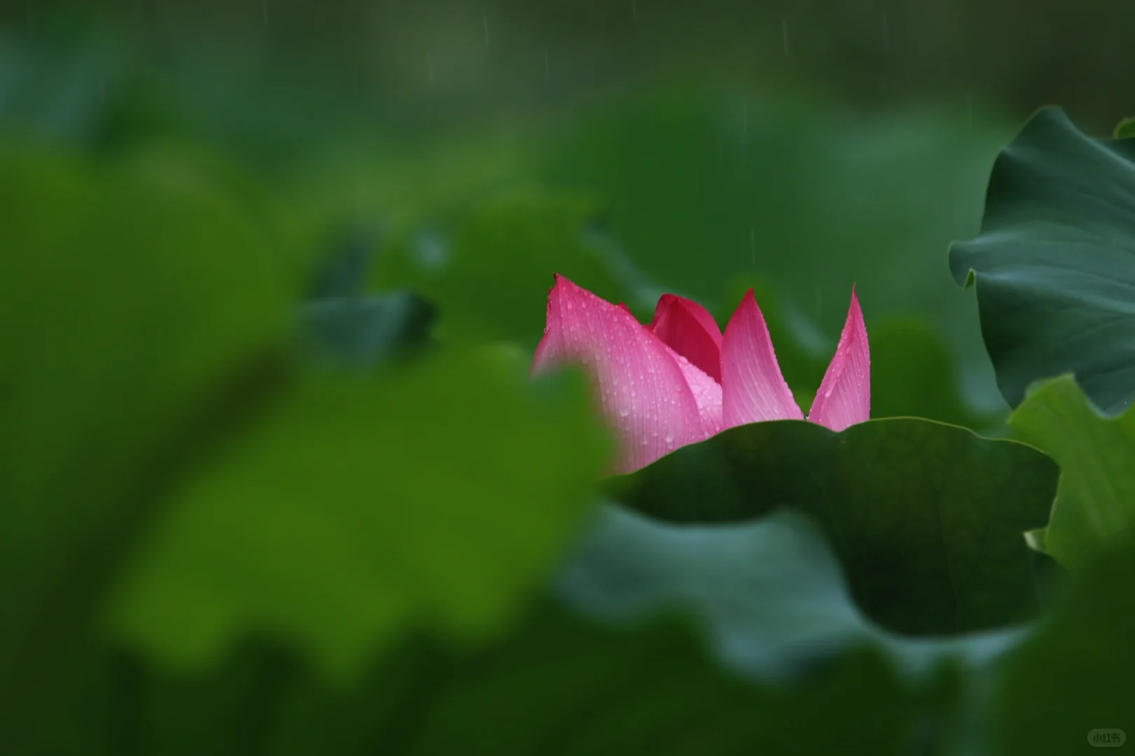 这就是娇艳欲滴吧？雨中的荷花