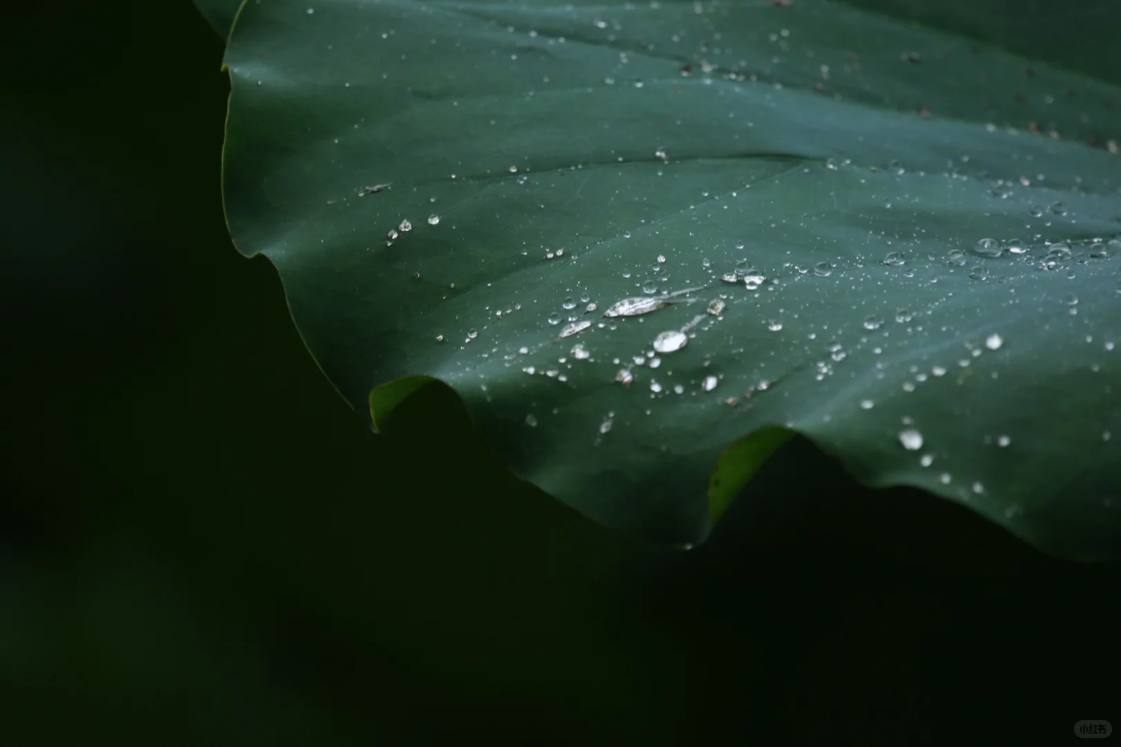 这就是娇艳欲滴吧？雨中的荷花
