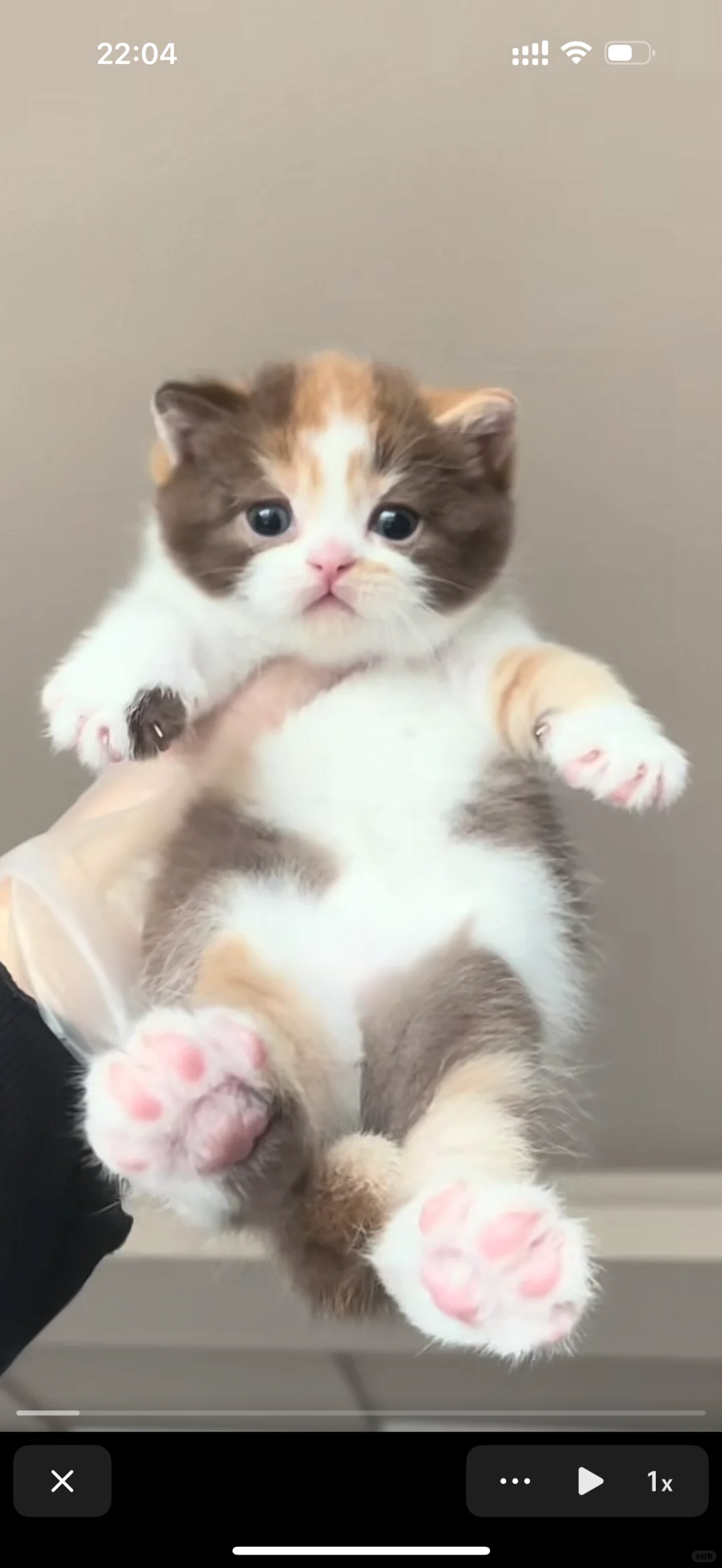 邯郸求购一只这种三花猫
